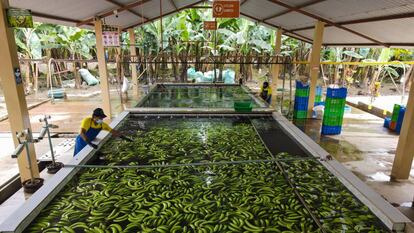 Las babanas se limpian en un depósito de agua en la finca La Lucha en Machala, Ecuador.