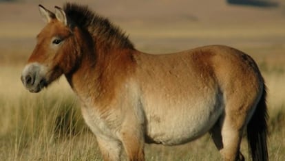 Seg&uacute;n los investigadores, el cebro ib&eacute;rico se parecer&iacute;a mucho a un caballo de Przewalski (&#039;Equus przewalskii&#039;) pero de color gris, en vez de ser de color arena. 