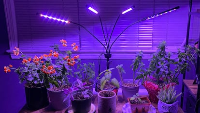 Este tipo de iluminación favorece el crecimiento de las plantas de interior. GETTY IMAGES.