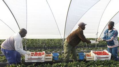 Trabajadores de la fresa, en un invernadero en Huelva.