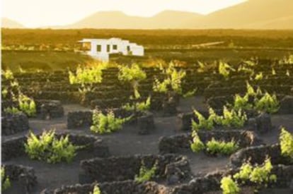 Viñedos en La Geria, en Lanzarote (Canarias).