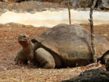 Fotografía del 4 de junio de 2013 de la tortuga "Pepe el Misonero" en Puerto Baquerizo (Ecuador).