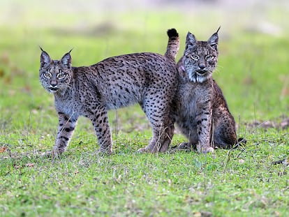 Imagen de 'Dehesa, el bosque del lince ibérico'.