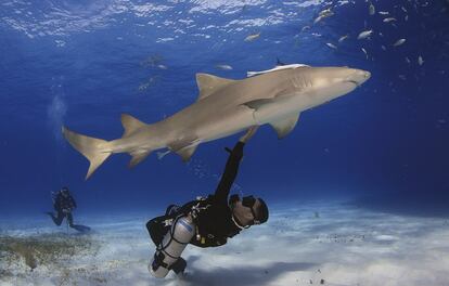 El buzo y aventurero madrileño, en peligrosa compañía: con un tiburón limón en Tiger Beach (Bahamas).