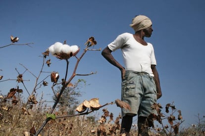 Campesino recolectando algod&oacute;n transgenico en la India.
 