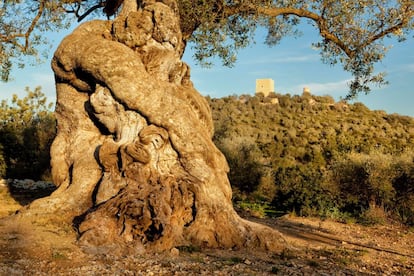 Olivo milenario en el territorio del Sénia, junto a Ulldecona (Tarragona).