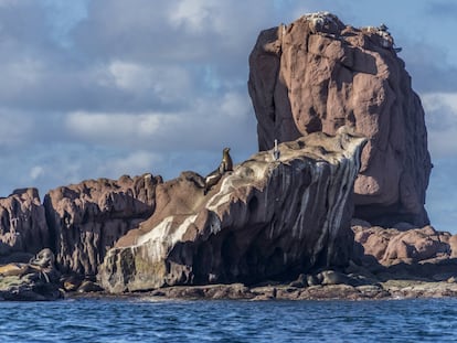 Un lobo marino sobre un islote rocoso en el archipiélago Espíritu Santo.