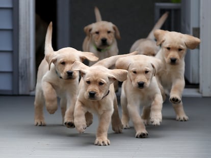 Two-month-old Golden Retriever puppies.