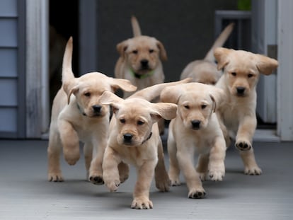 Cachorros criados para ser perros guía en Princeton (EE UU), en una imagen de 2021.