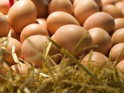 Las gallinas transmiten la salmonela a los huevos.