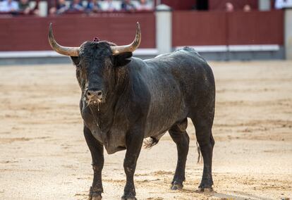 Un toro de Adolfo Martín, lidiado en Las Ventas el pasado 6 de junio.