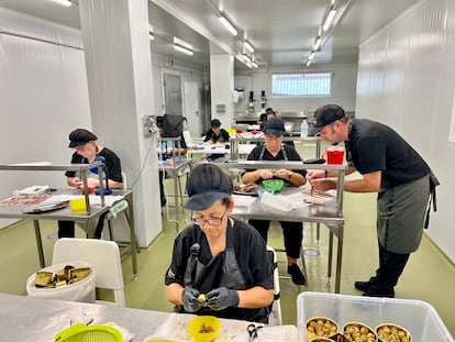 En el obrador, diez operarias se afanan en las tareas de desespinado y envasado con una pulcritud extrema. Pueden alcanzar las 150 piezas en una jornada de trabajo. Imagen proporcionada por la marca. 