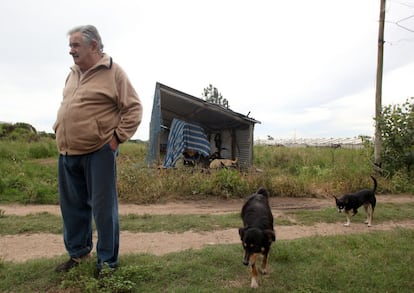 José Mujica, fotografiado en su finca en Rincón del Cerro, Montevideo, el 27 de noviembre de 2009, durante la campaña electoral de las elecciones presidenciales de 2009. Mujica encabezaba las encuestas de opinión sobre su rival Alberto Lacalle, del partido Partido Nacional.