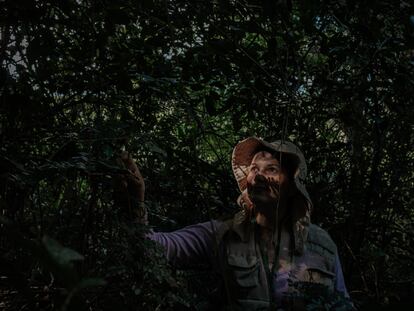 Patricia Rosa admires the leaves of one of the Brazilwood trees located in Guaratiba, in the city of Rio de Janeiro (Brazil).