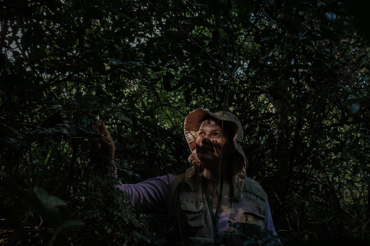 The tree that gave Brazil its name almost became extinct after the  Portuguese conquest. This biologist wants to rescue it | International | EL  PAÍS English