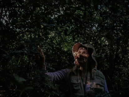 Patricia Rosa admires the leaves of one of the Brazilwood trees located in Guaratiba, in the city of Rio de Janeiro (Brazil).