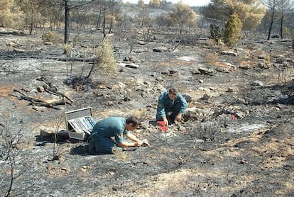 Agentes del Seprona investigan el origen de un incendio forestal.