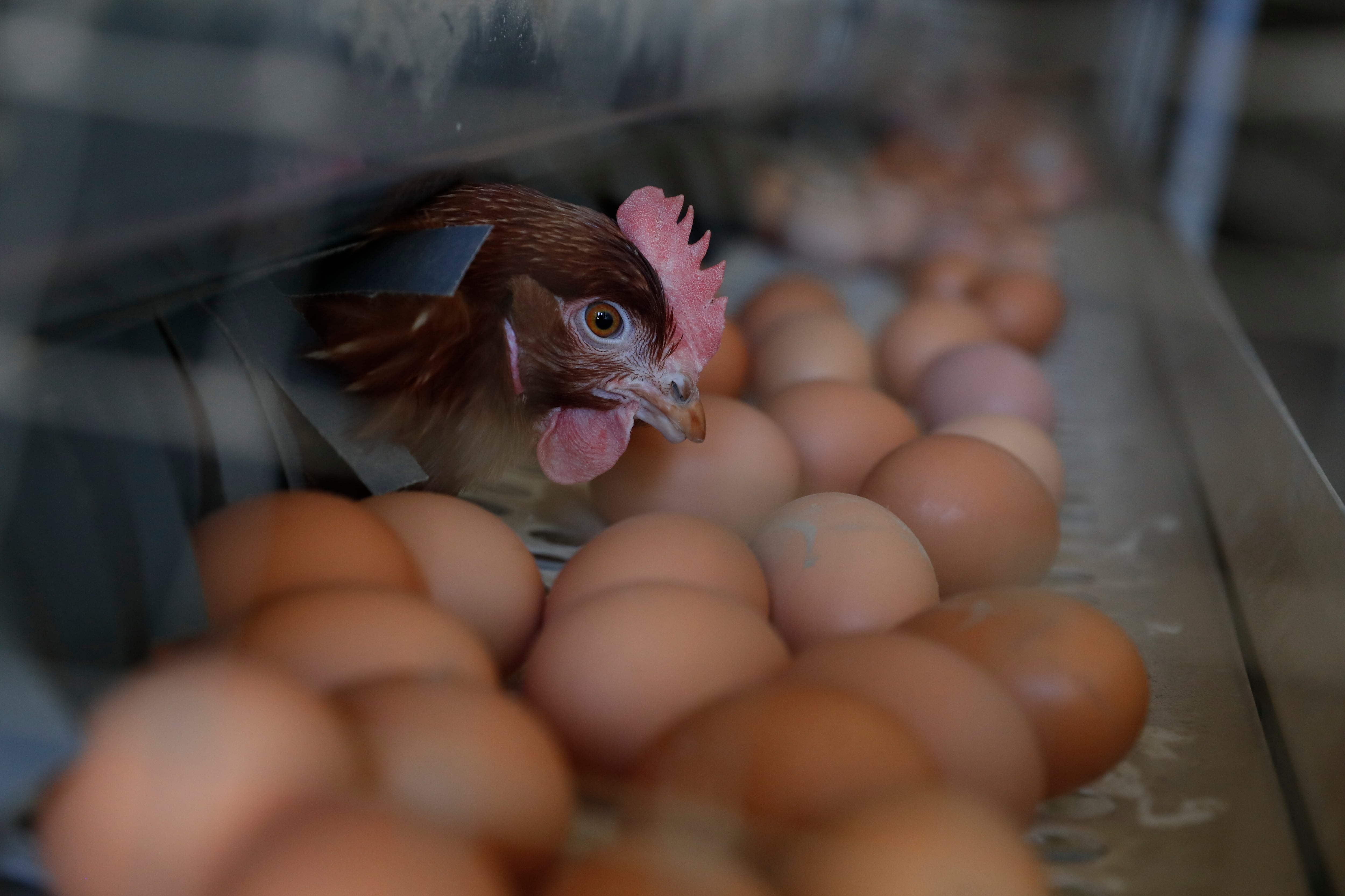 Una gallina ponedora junto a huevos recién puestos.