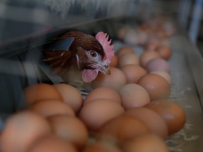 Una gallina ponedora en una granja, en una imagen de archivo.