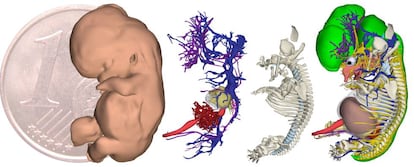 Pele, sistema cardiovascular, esqueleto e órgãos.