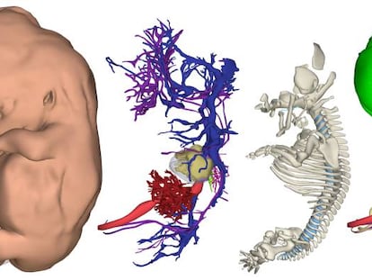 Pele, sistema cardiovascular, esqueleto e órgãos.