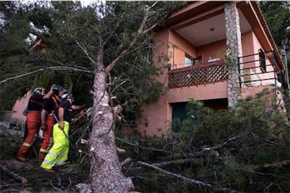 Varios bomberos talaban ayer por la tarde un pino abatido por la tormenta en Chiva.