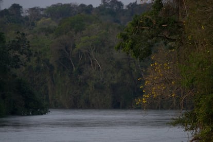 La paulatina destrucción de este dispendioso ecosistema tiene siglos. Solo que en las décadas recientes se acrecentó con la construcción de enormes represas, por lo menos cuatro en la cuenca del río Iguazú. 