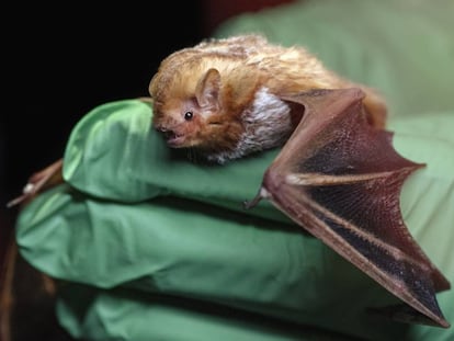 Un murciélago en un laboratorio.