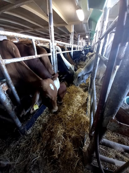 Las vacas que viajan en el 'Orión V'.