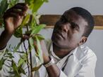 Un fisiólogo de semillas estudia un eucalipto en Zimbabue.