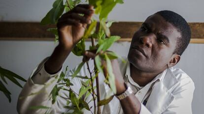 Un fisiólogo de semillas estudia un eucalipto en Zimbabue.