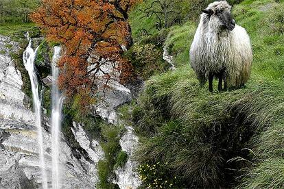 Una oveja latxa pasta al borde del precipicio de la cascada de Goiuri (?lava), a 25 kilmetros de Vitoria.