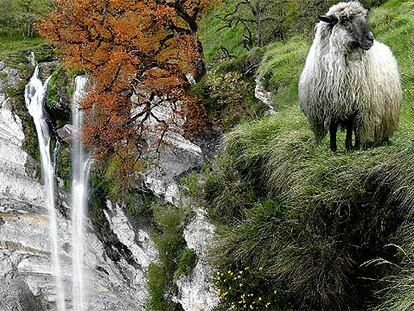 Una oveja latxa pasta al borde del precipicio de la cascada de Goiuri (Álava), a 25 kilómetros de Vitoria.