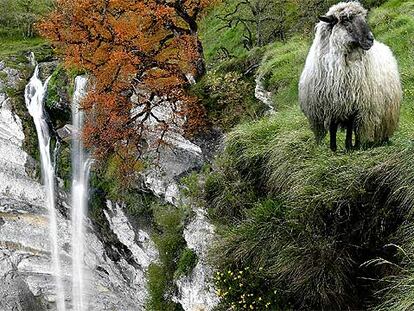 Una oveja latxa pasta al borde del precipicio de la cascada de Goiuri (Álava), a 25 kilómetros de Vitoria.