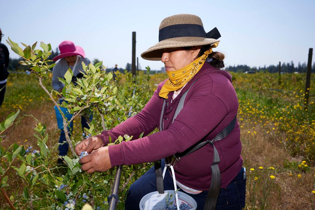 Una campesina pizca moras protegida del sol en una cooperativa del Estado de Washington, en julio de 2023.