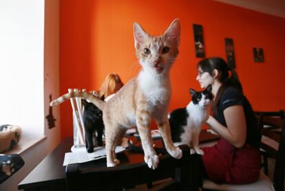 This picture taken on March 11, 2016 shows cats at the cat cafe Envi-Cafe, in Brno,

 

One of the few cat cafes in Brno was established at the end of 2015.    / AFP PHOTO / Radek Mica