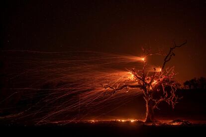 Una imagen de exposición múltiple muestra un árbol durante su combustión ocasionada por los incendios que arrasan California desde hace días y que obligaron a las autoridades a activar el estado de emergencia, este martes en Windsor (Estados Unidos).