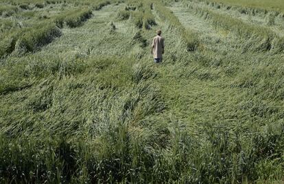 Un agricultor indio examina su cosecha de trigo dañado tras días de fuertes lluvias y viento fuerte en las afueras de Jalandhar.