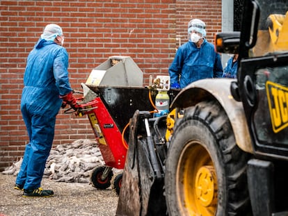Varios empleados limpian los restos de visón sacrificado de una granja infectada con coronavirus en Países Bajos.