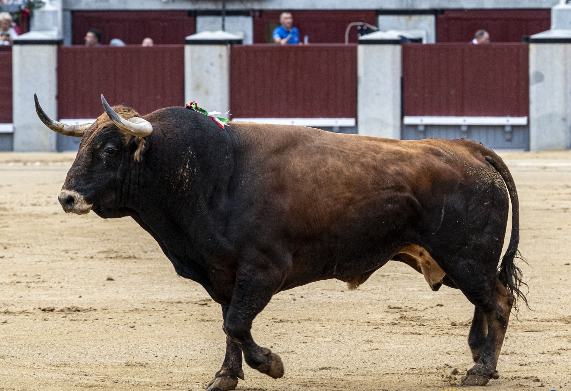 'Rosito', número 69, de 552 kilos, toro de Núñez del Cuvillo, lidiado en cuarto lugar el pasado día 12 en Las Ventas.