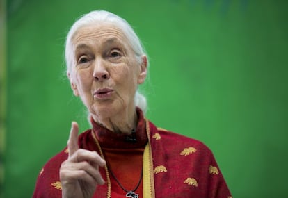 A primatóloga Jane Goodall, na cerimônia de entrega à personalidade ambiental do ano 2016, que lhe concedeu premiação da entidade ambiental Ecovidrio em Madri.