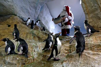 Papa Nöel visita a los pingüinos del zoo de Marineland (Francia) con un gran regalo.