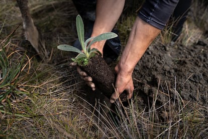 Camilo Zapata, guía local, siembra un frailejón en el páramo de Santa Inés.