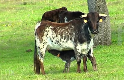 Una vaca brava amamanta a su becerro.