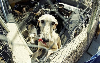 Perros en la perrera de la asociación Las nieves, albergue para galgos abandonados, en Navalcarnero, en Madrid.