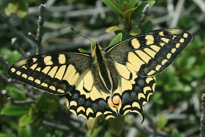 Macaón, especie de lepidóptero