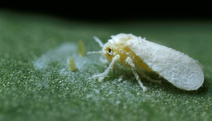 Uma instância de mosca branca, em uma planta infetada.