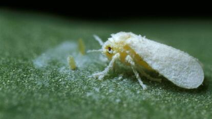 Uma instância de mosca branca, em uma planta infetada.