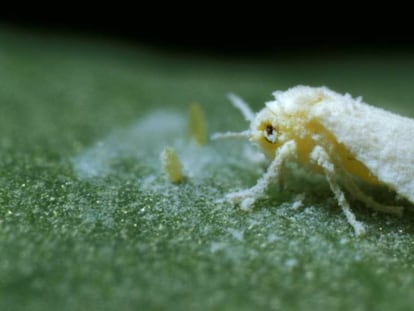 Un ejemplar de mosca blanca, en una planta infectada.