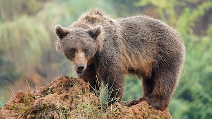 Una hembra de oso pardo, en la cordillera Cantábrica.